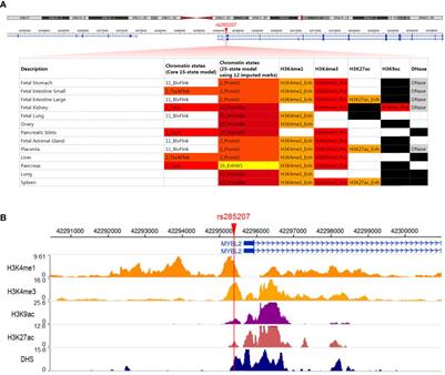 MYBL2 Gene Polymorphism Is Associated With Acute Lymphoblastic Leukemia Susceptibility in Children